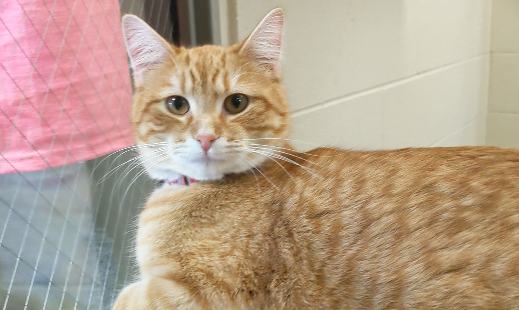 NI Humane Society pets for adoption-7.jpg
